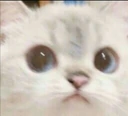 gudcat emote