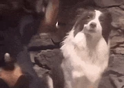 ragebait emote