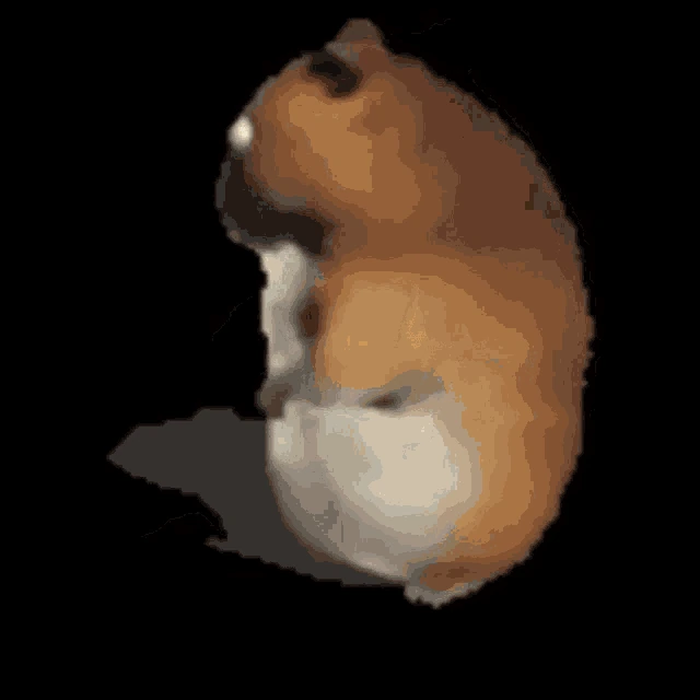 chomikratatonta emote