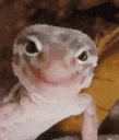 lizarb emote