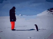 penguin emote