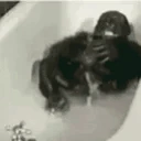 monkeCrazy emote