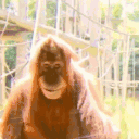monkeyStare animated emote