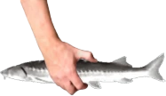 JoelGrab emote