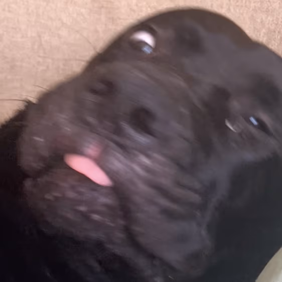 Laced emote