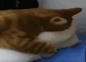 caught emote