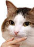kiisu_think emote