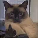 imbecil emote