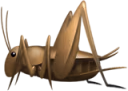 CrickeTs emote
