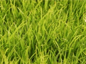 grass static emote