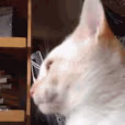 CE_Blep3 emote