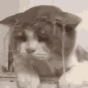 catbeingsosadandtiredofwaterwhyyoudothistohim emote