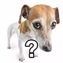 dogQ emote