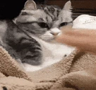 stop emote