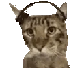 CatJAM emote