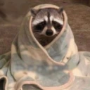 RaccoonCozy emote