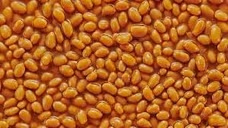 BEANS emote