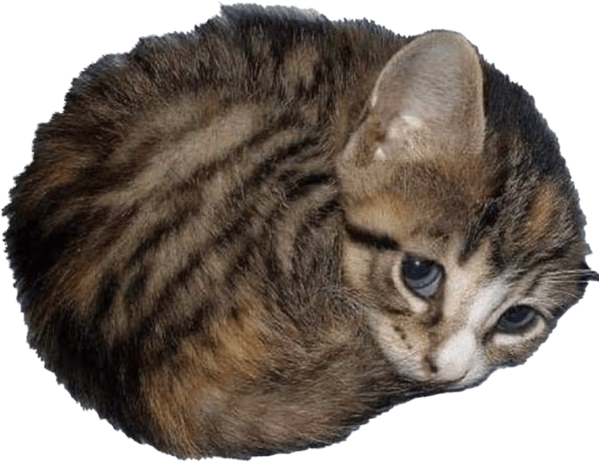 CatBall emote