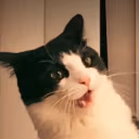 whatthefuck emote