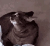 CatAlert emote