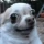 WeirdDog emote