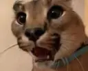 FloppaShocked emote