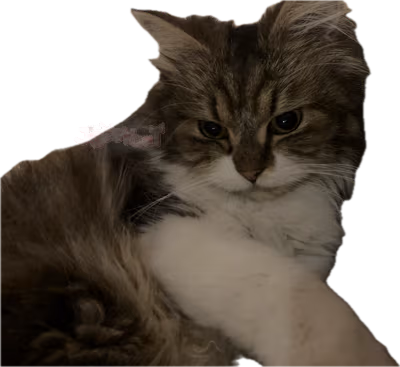 sweetcat emote