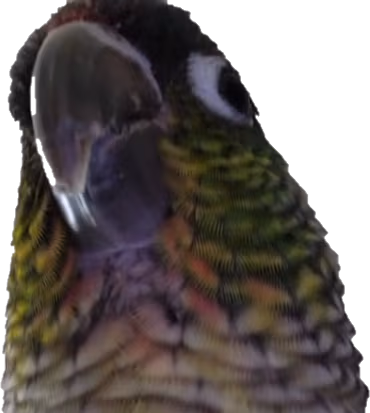 conure emote