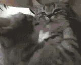catLove emoji
