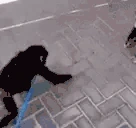 monkeyHug emote