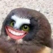 MiniOwl emote