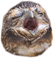 owlscream emote