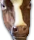 feelsCowMan emote