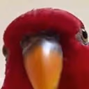 whatdoin emote