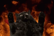 blackcat emote