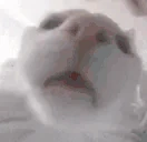 funnywhitecat4 emoji