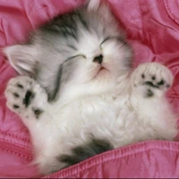 kitty_sleep emote