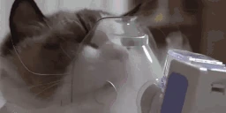 Copium emote
