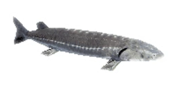 Joeling emoji