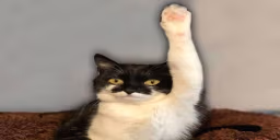 ask emote