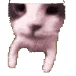 catKISS emote