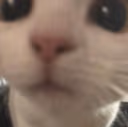 cat_hi emote