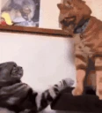 CatFight2 emote