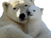polarHug emote