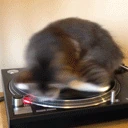 vinylCat emote