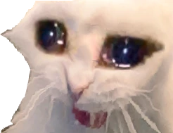 sadkat emote