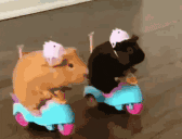 hamsterrace