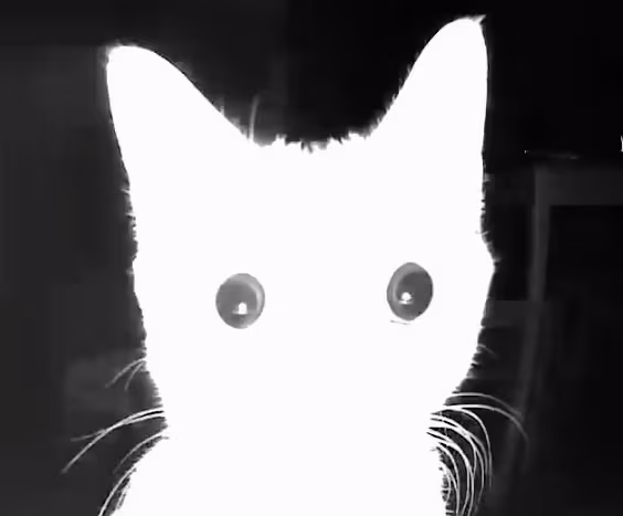 Cat_stare emote