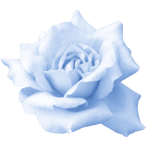 blue_rose static emote