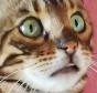 IndiVietnam emote